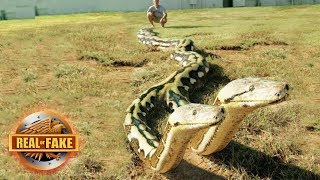 Real or fake Giant Snake With Two HEADS  More [upl. by Einor699]