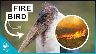 Marabou Stork  The Fire Chaser of Africa [upl. by Packer]