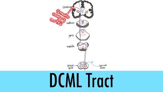 Neurological Pathways 02  Dorsal Column Medial Lemniscus DCML [upl. by Aihsenot987]