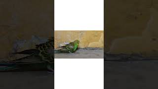 Budgies run home 🏠 shorts short ❤️📷👍 subscribe [upl. by Lawrence]