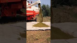 DASMESH 9100 COMBINE HARVESTER SHORTS VIRAL VIDEO [upl. by Ferren491]