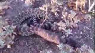 Wild Rattlesnake Kills Bird [upl. by Waldman]