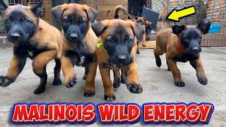 These Are The Most Hyperactive PUPPIES In The World Belgian Malinois [upl. by Vowel974]