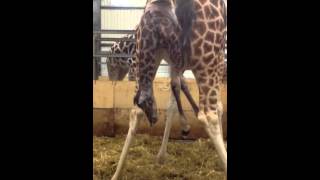 Paignton Zoo giraffe birth video [upl. by Katzir]