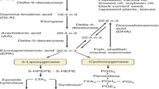 alpha linolenic acid metabolism [upl. by Ahsiekin939]