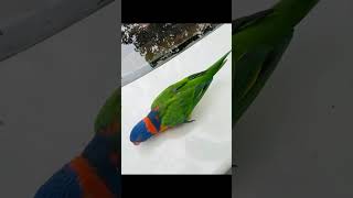 My Beautiful Lorikeet Tame Parrot [upl. by Thedrick]