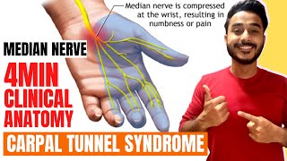 carpal tunnel syndrome clinical anatomy of median nerve  median nerve clinical anatomy [upl. by Karrie367]