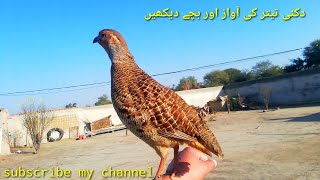 teetar awaz teetar ki awaz gray francolin female teetar sound [upl. by Ahsilet447]