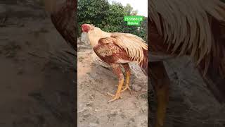 Aseel tamper tail beautiful color rooster free time in odisha breeding short [upl. by Nyleak130]