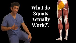 BEFORE YOU SQUAT Understand the ANATOMY Behind it What Muscles Squats Actually Work [upl. by Stanwood]