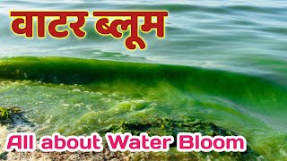 वाटर ब्लूम Water Bloom  water bloom kya hai  algal bloom kya hai  all about water bloom  bio [upl. by Monarski]