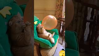 Cat lover short video status 🩷 funny comedy cat trending shorts 🩷 [upl. by Arber]