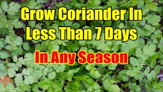 How To Grow Coriander From Seeds In 3 Days Fastest Method of Coriander Seed Germination [upl. by Sinnej]