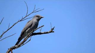 javan Cuckoo Shrike [upl. by Iiette]