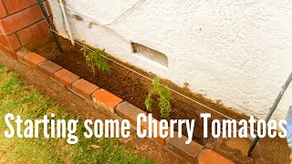 Starting some Cherry Tomatoes 031715 High Density Espalier Gardener [upl. by Gerhardt]