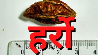 हर्रोको फाईदा  Harro or Terminalia Benefits for Health [upl. by Emil714]