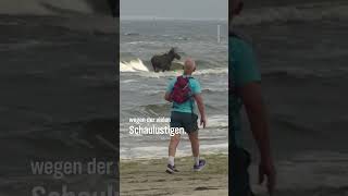 🫎🏊‍♀️ Elch schwimmt nach Usedom shorts tiere ostsee [upl. by Erasme]