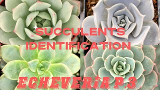 SUCCULENTS IDENTIFICATION  ECHEVERIA P3 [upl. by Roti]