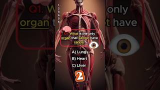 Anatomys Quiz For Americans ytshort shortsfeed shortsbeta quiz youtubeshorts ytshorts [upl. by Issej353]