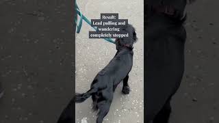 Dog Training Before amp After Video [upl. by Ecerahs949]