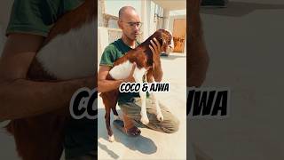 Coco amp Ajwa ❤️  RAMZANIS ramzanis bakralovers goatkids goatfarming bakramandi shorts goviral [upl. by Hake15]