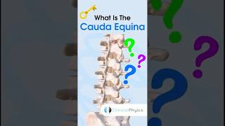 Cauda Equina anatomy physiotherapy physicaltherapy caudaequina [upl. by Lennard]