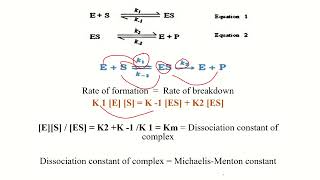 Michaelis–Menten Equation Derivation in Malayalam [upl. by Avot200]