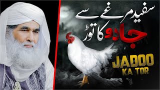 Safed Murga Palne Ke Fayde  White Rooster in Islam  Jadoo Ka Tor  Maulana Ilyas Qadri Bayan [upl. by Laleb]