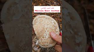 فطر الحور العلاجي Medicinal Birch Polypore mushroom فطر [upl. by Aihsened]