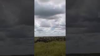 Wildebeest herd sighted in Central Serengeti [upl. by Gaudet835]