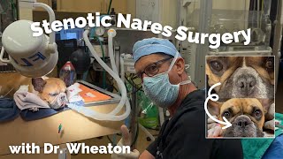 French Bulldog Nose Job aka Stenotic Nares Procedure [upl. by Ursi711]