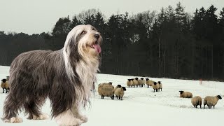 Bearded Collie  Fully Engaged At Work Or At Play [upl. by Nortal]