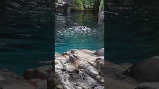 Happy feet vibes penguins nature water oceanarium trending youtubeshorts shorts life [upl. by Atilrak907]