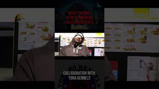 XL American Bully Interview  Inside The Mind Of An XL American Bully Shorts Ep 2 Pt 11  dog [upl. by Renaldo]