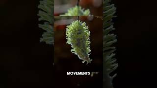 This plant turns ants into zombies [upl. by Flanigan275]