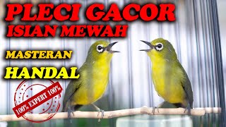 PLECI GACOR NEMBAK ISIAN MEWAH  MASTERAN TERBAIK [upl. by Sucramaj]