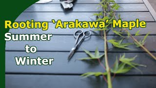 Winter planting of summer cutting  4 month timelapse rooting Japanese Maples [upl. by Disraeli]