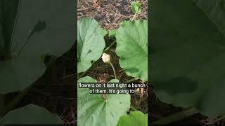 A Regenerated Gourd Plant Really Look At It Now 🤔🤨🤞 gourd backyardgardens plants gourdgarden [upl. by Yentnuoc]