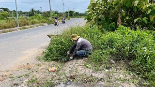 Roughly clearing abandoned sidewalks and overgrown grass  Reviving sidewalks [upl. by Hardman572]