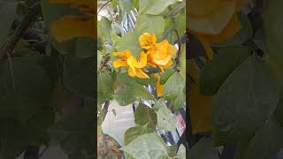 Golden flower of bougainvellia plant vlog 27 [upl. by Elmo]