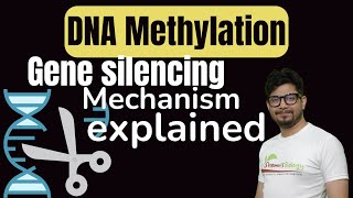 DNA Methylation in Hindi  DNA methylation in gene silencing [upl. by Ardnuassak]