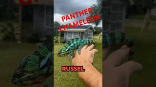 Which panther chameleon was your favorite pantherchameleon chameleon lizard pets madagascar [upl. by Bywoods333]