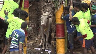 Nellikulam Jallikattu 2023 Videos  நெல்லிக்குளம் ஜல்லிக்கட்டு 2023 Videos [upl. by Hareemas]