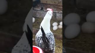 CHARACTERISTICS OF FAYOUMI CHICKEN BREED chicken animal poultryfarming [upl. by Niwrehs]