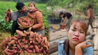 17 days of harvesting sweet potatoes carrots cabbage and chili to sell  Days of living together [upl. by Nelle448]