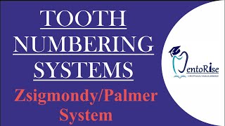 Tooth Numbering System  Zsigmondy Palmer  Tooth Notation System [upl. by Eissahc]