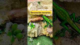 Fondo Terrario geckospogonasshorts [upl. by Nytnerb782]