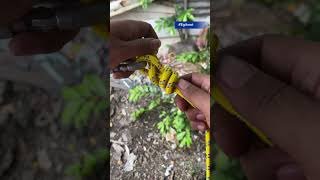 Tips knot strong easy to try knottutorial knot diycrafts easyknot diy rope craftyknot [upl. by Petuu215]