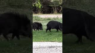 Pigs in Choke Canyon State Park [upl. by Aivatnwahs]