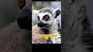 Lemurs of madagascar  wildlife animals shorts [upl. by Lauralee765]